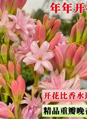 新款重瓣晚香玉盆栽花根夜来香耐高温耐寒花卉阳台盆栽地栽绿植物