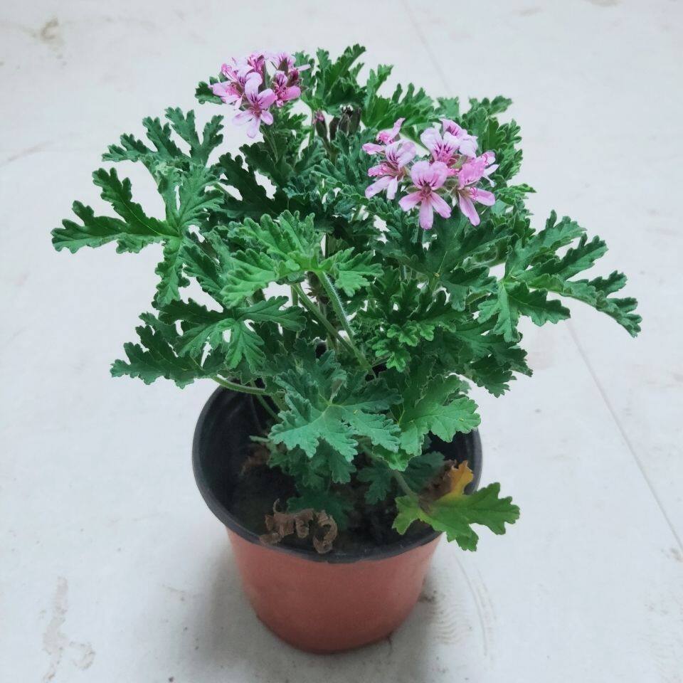 驱蚊草迷迭香盆栽驱蚊植物开花香叶天竺葵防蚊虫室内阳台绿植花卉图片