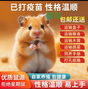 顺丰包邮已打疫苗小仓鼠活体学生礼物布丁银狐金丝熊仓鼠温顺活宠