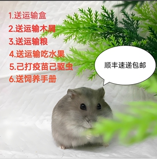 顺丰包邮小仓鼠活物老公公活体三线银狐布丁紫仓金丝熊活体宠物