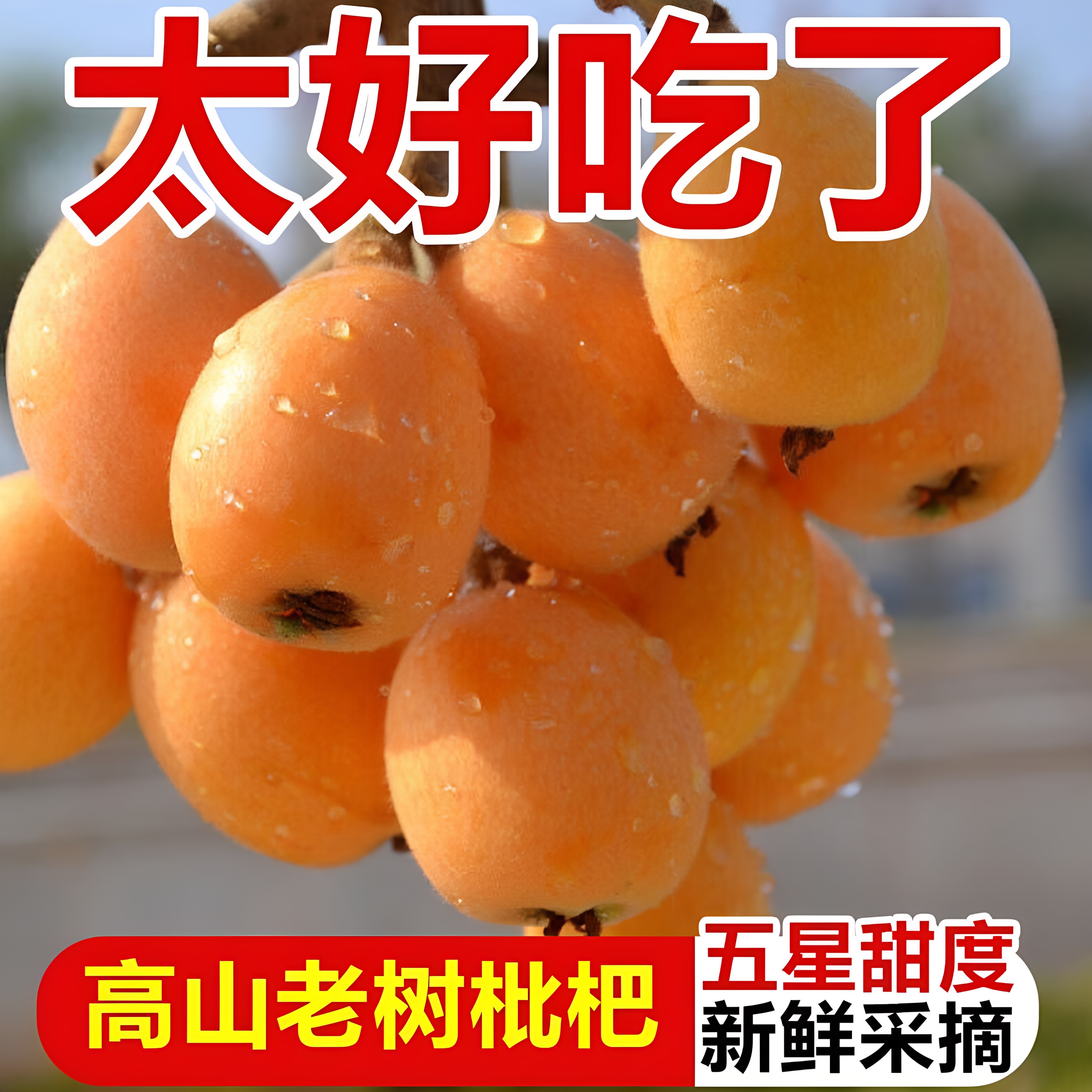 正宗四川大五星枇杷新鲜当季水果现摘孕妇甜枇杷大果早钟琵琶现摘