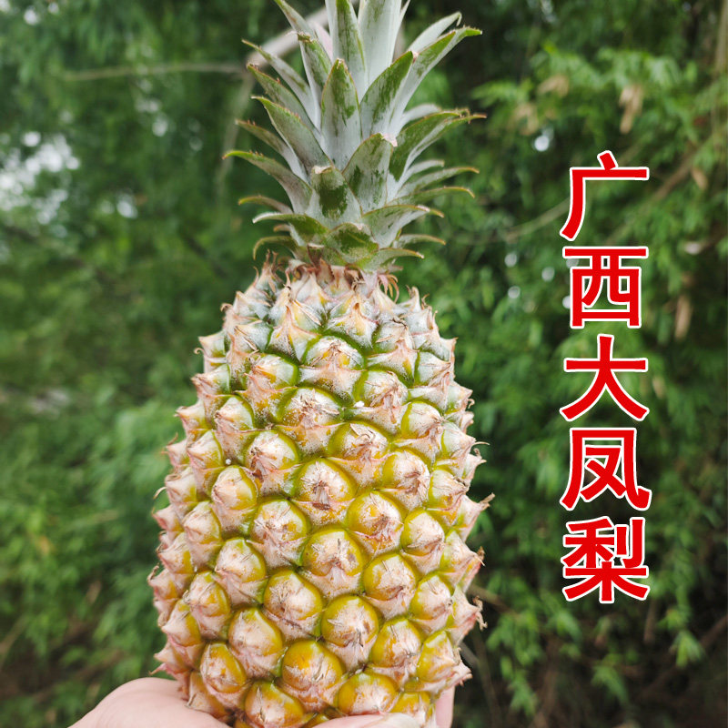 广西新鲜大凤梨手撕纯甜凤梨果