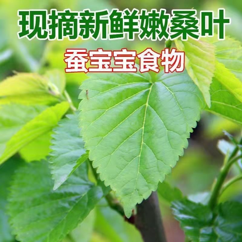 桑叶新鲜大小叶农家桑树叶芽蚕宝宝饲料食物吃蚕叶嫩桑叶500克