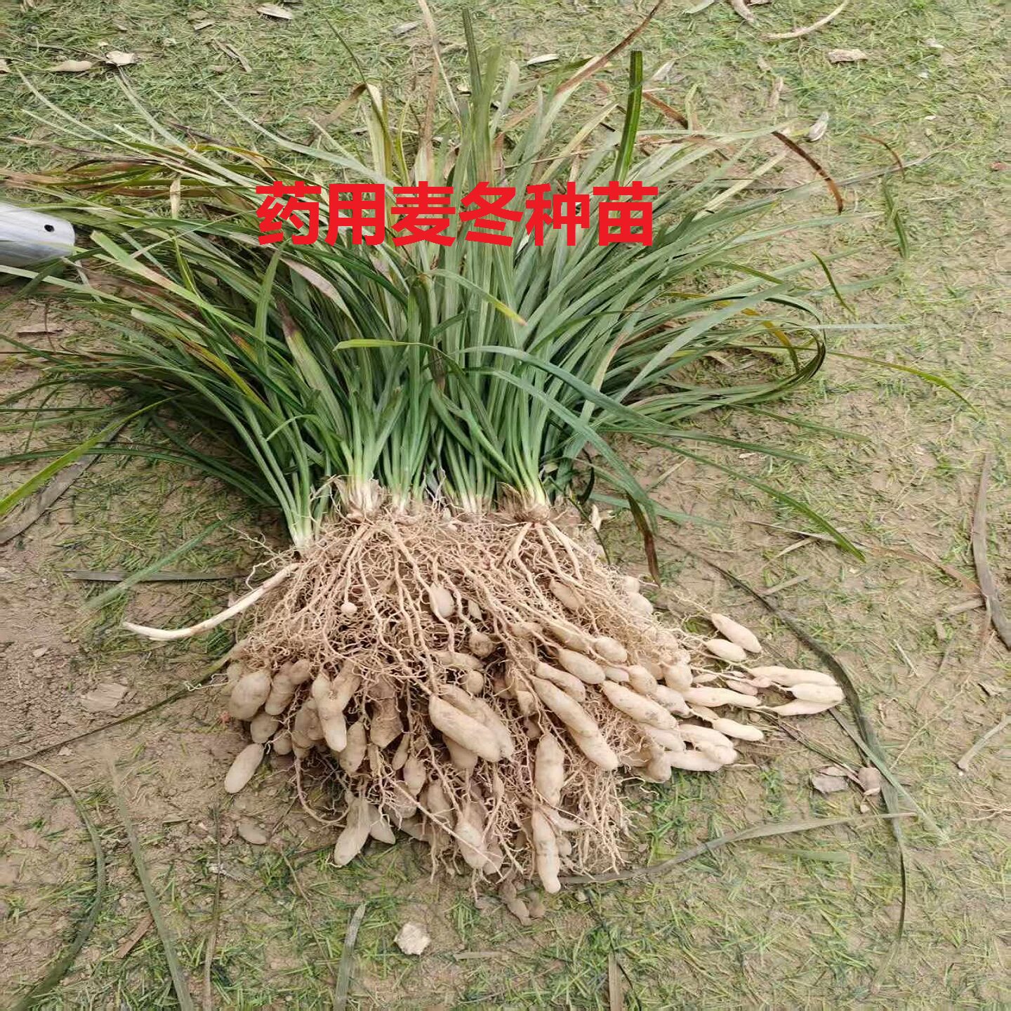 麦冬苗药用麦冬苗中药材麦冬草图片