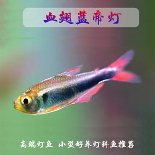 血翅蓝帝灯帝王灯蓝国王彩虹灯淡水热带群游灯科鱼南美草缸活体