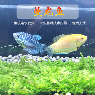 蓝曼龙黄曼龙鱼淡水热带鱼吃蛋白虫球形曼龙珍珠马甲球鱼好养活体