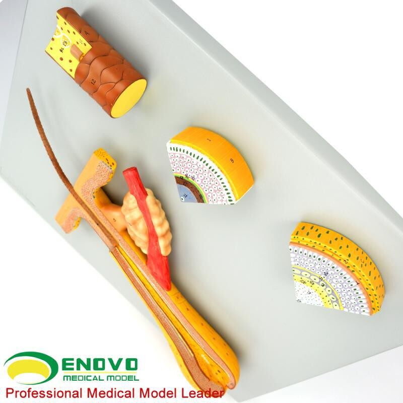 ENOVO颐诺毛发毛囊头发解剖结构