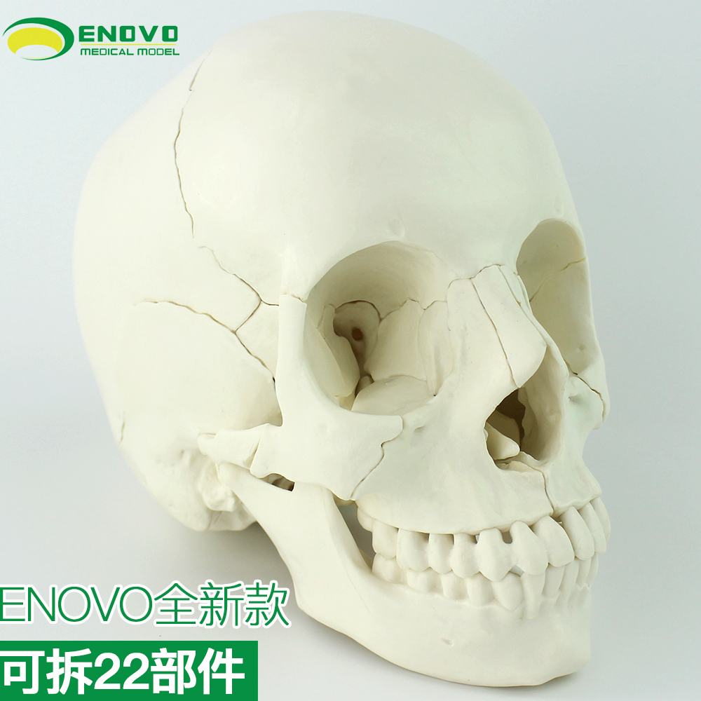 ENOVO颐诺医学用人体头骨模型头颅骨拼装可拆美容微整形教学头骨