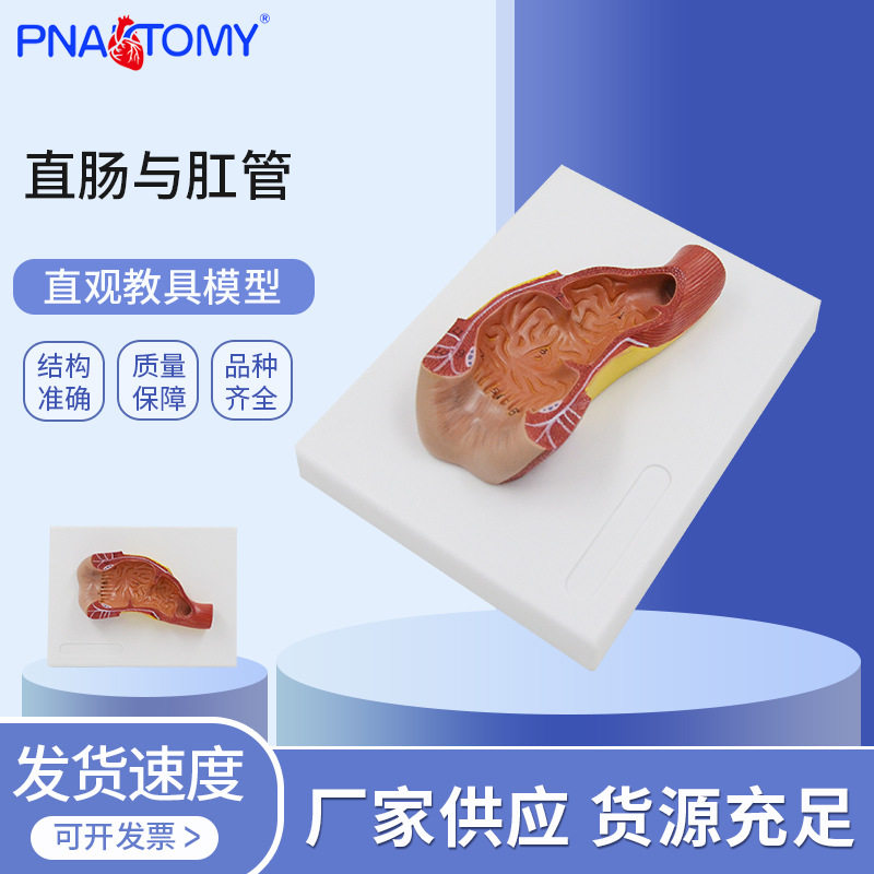 直肠与肛管消化系统人体解剖模型肠道解剖生物教学模型