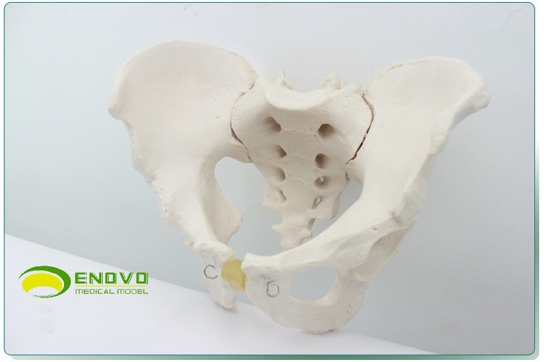 ENOVO颐诺11男性骨盆模型标本