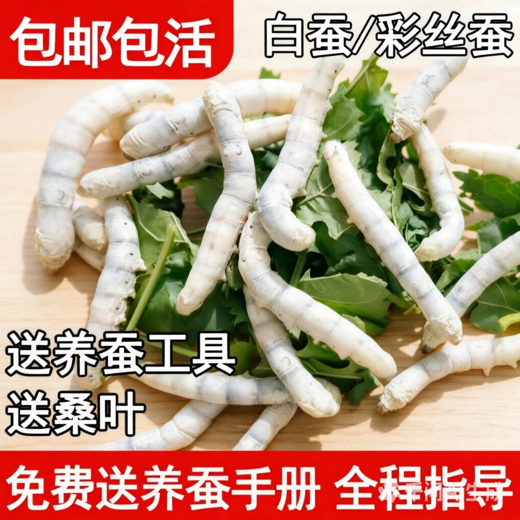 学生蚕宝宝活蚕大蚕123龄4龄巨型5龄新鲜桑叶邮寄包活体蚕宝科普