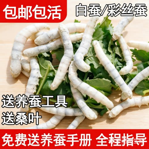 学生蚕宝宝活蚕大蚕123龄4龄巨型5龄新鲜桑叶邮寄包活体蚕宝科普