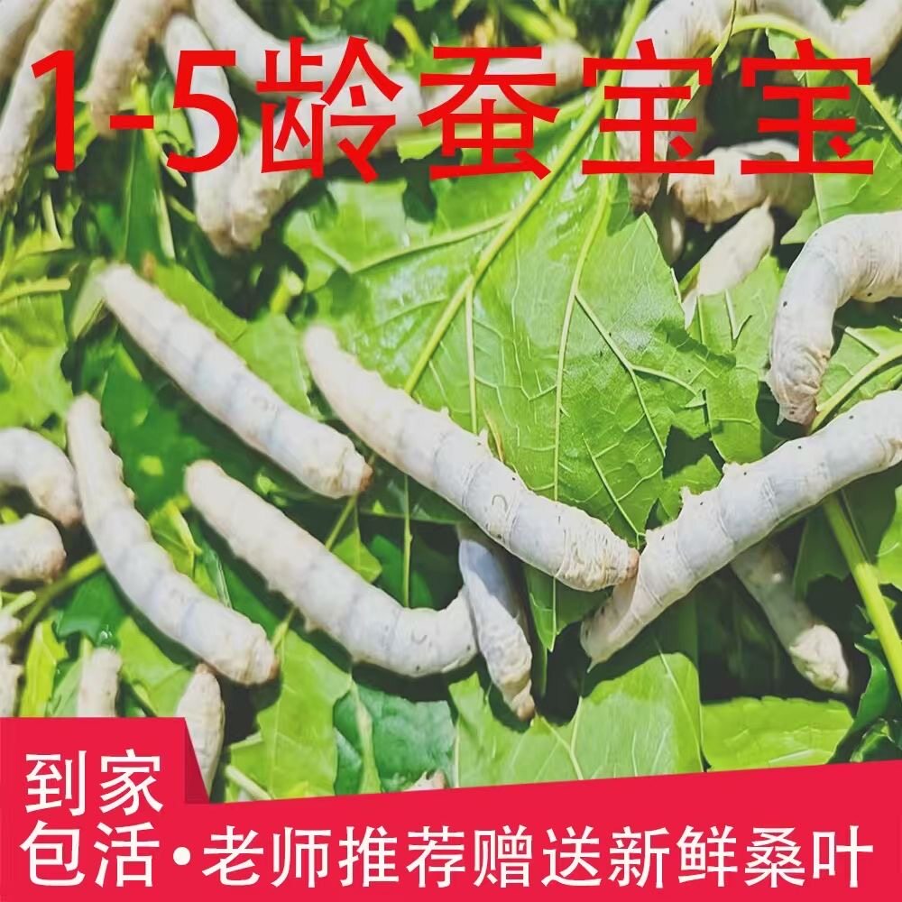大蚕宝宝5龄当日发春蚕活物蚕活体幼虫蚕卵食物桑蚕学生养蚕套装1