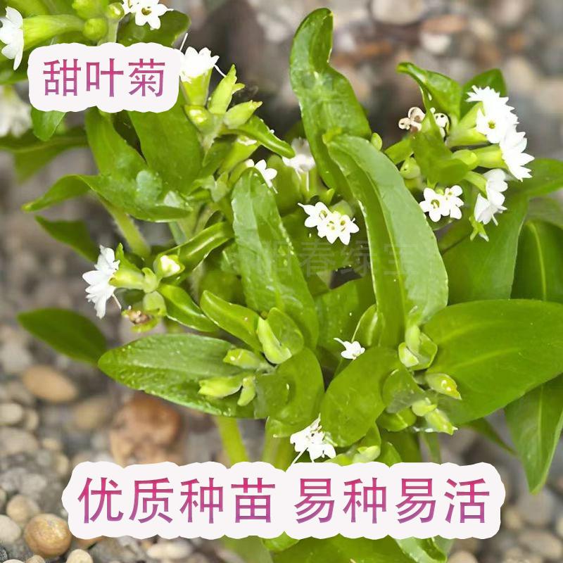甜叶菊苗甜菊叶苗 阳台盆栽甜叶菊苗 甜叶菊幼苗 甜叶菊种苗食用