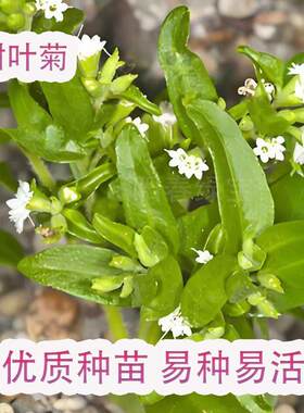 甜叶菊苗甜菊叶苗 阳台盆栽甜叶菊苗 甜叶菊幼苗 甜叶菊种苗食用