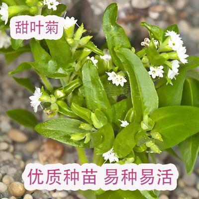 甜叶菊苗甜菊叶苗 阳台盆栽甜叶菊苗 甜叶菊幼苗 甜叶菊种苗食用