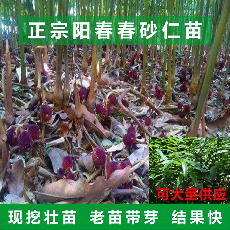 春砂仁苗 春砂仁种苗 正宗阳春蟠龙出产 山地种植 广东阳春特产