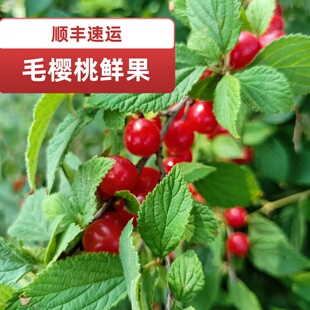 毛樱桃鲜果红豆子野樱桃小樱桃山樱桃土樱桃泡酒酵素材料