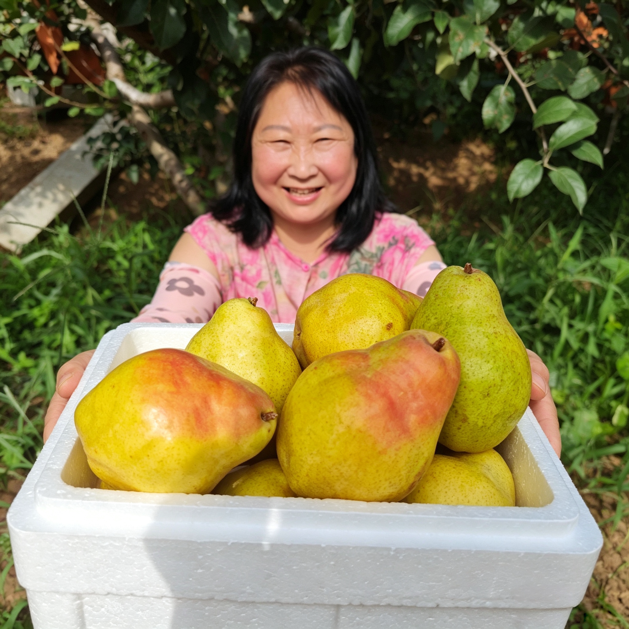 山东烟台太婆梨麻子梨阳梨新鲜葫梨