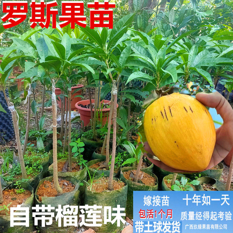 罗斯果苗自带榴莲果苗盆栽红毛丹树苗芒果苗荔枝苗种植当年结果