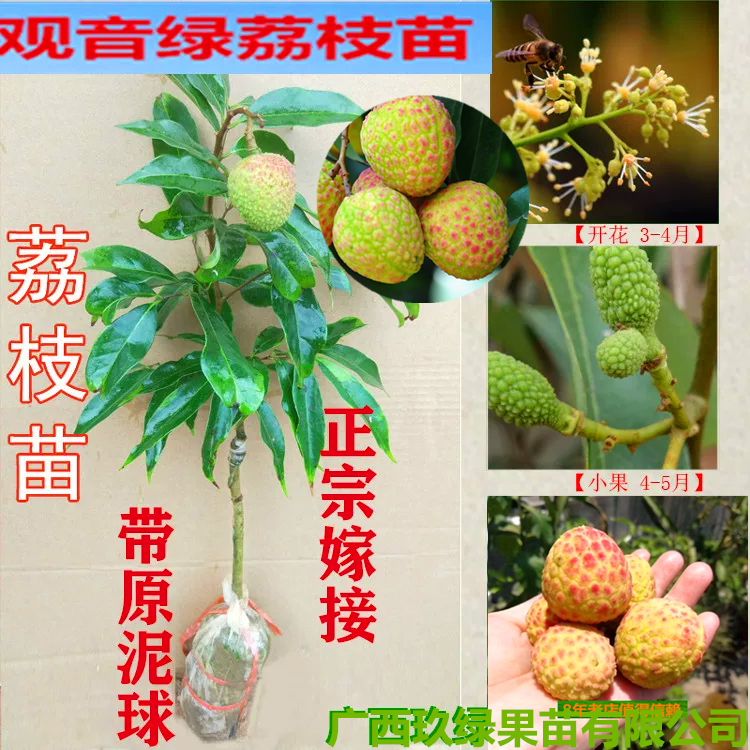 樟木头观音绿荔枝苗仙进奉桂味冰荔枝水果苗庭院盆栽种植果树苗