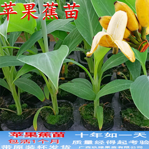盆栽榴莲芭蕉香蕉苹果蕉皇帝蕉苗