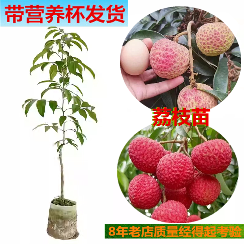 四季早生嘉宝果红毛丹沙巴树苗