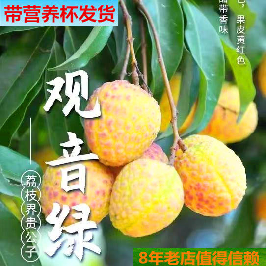 带营养杯观音绿荔枝苗白糖罂仙进奉玲珑桂花香荔枝树苗榴莲蜜苗