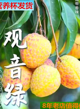 带营养杯观音绿桂花香冰荔荔枝苗