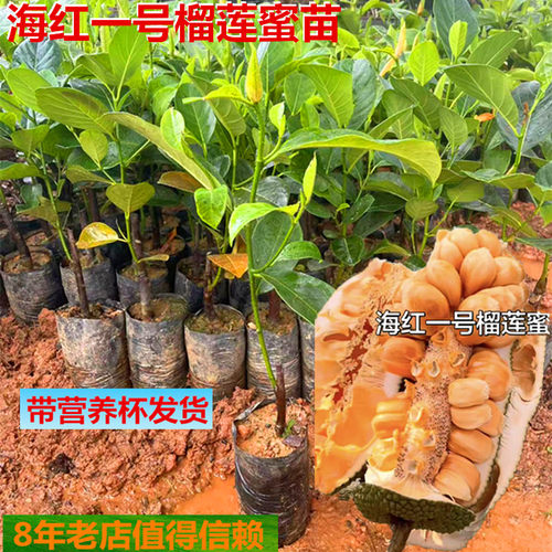 长猛尖奶白海红一号榴莲蜜苗