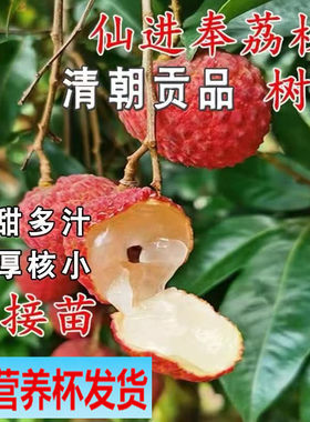 带营养杯仙进奉桂花香荔枝苗