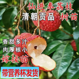 带营养杯仙进奉荔枝苗冰荔白糖罂桂花香荔枝苗当年结果红毛丹树苗