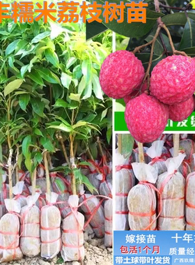 岭丰糯白糖婴妃子笑仙桃荔枝树苗