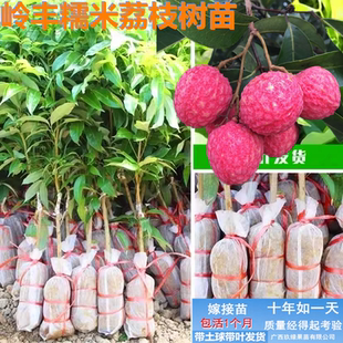 岭丰糯荔枝苗冰荔白糖婴妃子笑情人荔枝树苗嫁接苗新品果树苗