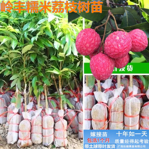 岭丰糯白糖婴妃子笑仙桃荔枝树苗