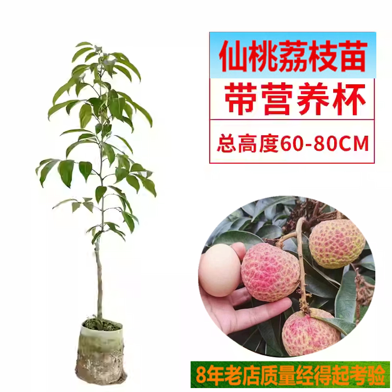 带营养杯仙桃荔枝树苗新品种冰荔嫁接荔枝苗金枕榴莲种植当年结果
