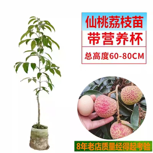 带营养杯仙桃荔枝树苗新品种冰荔嫁接荔枝苗金枕榴莲种植当年结果