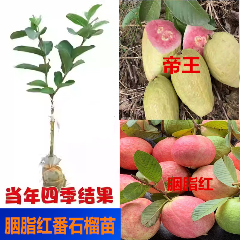 胭脂红珍珠帝王番石榴苗当年结果