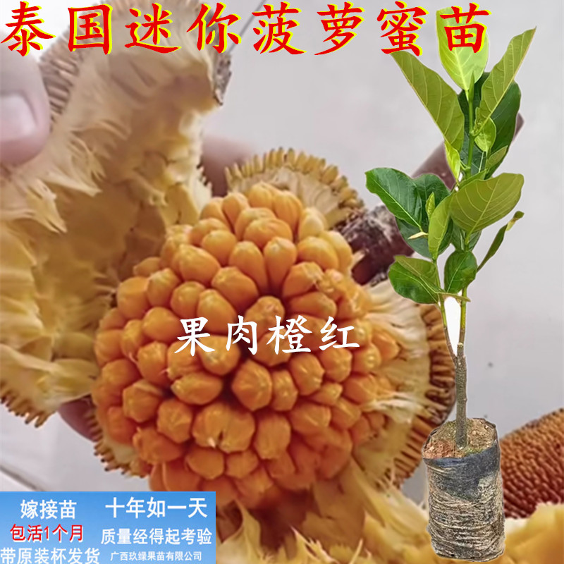 新品种泰国迷你小果橙红菠萝蜜苗