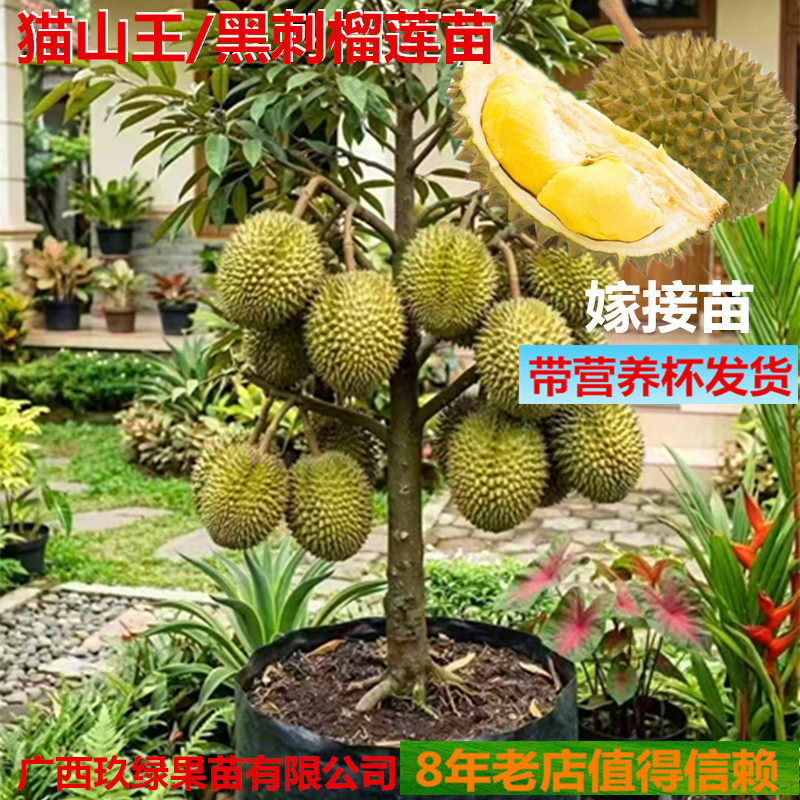 金枕头猫山王榴莲树苗果树苗嫁接苗山竹苗红毛丹苗荔枝苗