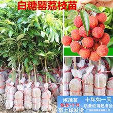 白糖罂荔枝苗芒果苗嫁接苗榴莲蜜苗仙进奉桂味荔枝苗脆蜜金桔树苗