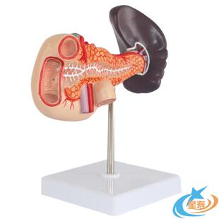 胰十二指肠和脾模型 人体消化系统 腹腔干肝门静脉模型