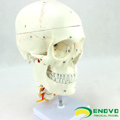 人体大脑模型头骨模型1:1颅脑神经外科解剖颅骨手术操作参考医生