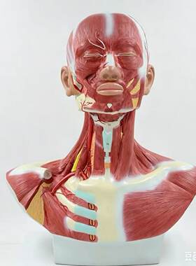 人体头颈胸部肌肉解剖模型血管神经淋巴结医美微整教学带数字标