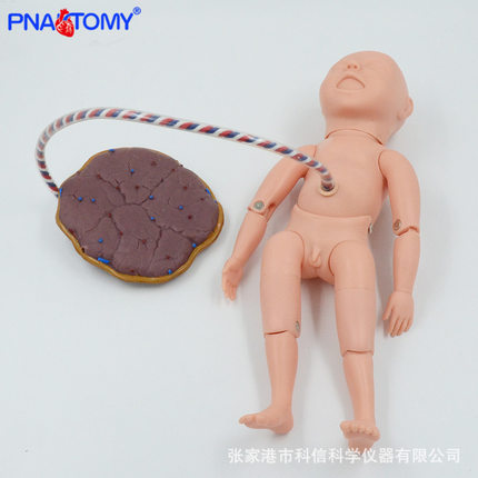 新生儿脐带护理模型 1比1 可活动 胎盘婴儿教学模型 产科护理