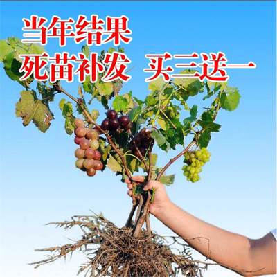 葡萄苗盆栽地栽北方品种南方种植水果树苗当年结果蓝宝石葡萄树苖