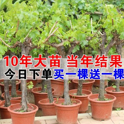 阳光玫瑰葡萄树苖蓝宝石盆栽南方北方种植妮娜皇后巨峰无籽葡萄苗