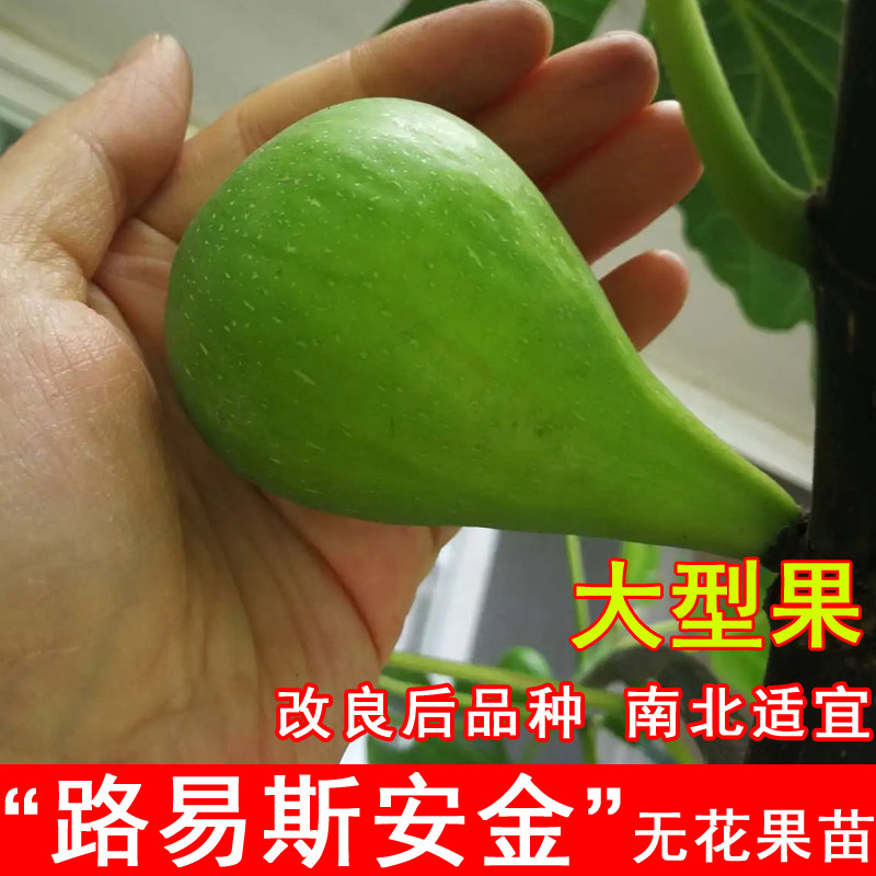 路易斯安金无花果苗lsu gold大黄无花果盆地栽北南方种植当年结果