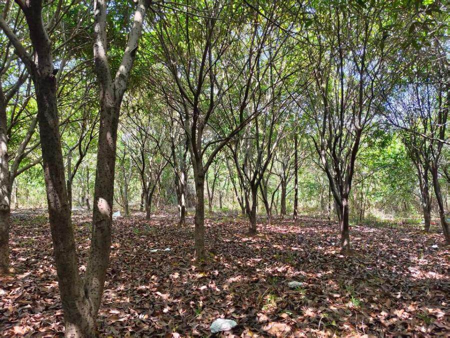 5月30日宜春市制品公司名下资产，主要为房屋建筑物、构筑物及其它辅助设施、土地使用权、苗木绿化、机器设备等资产网络拍卖公告