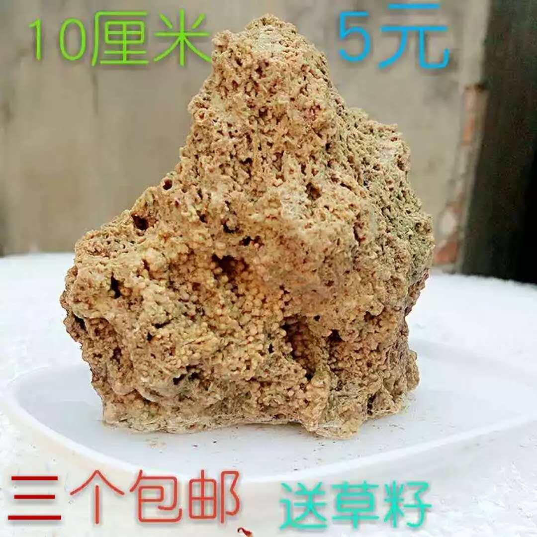 吸水石上水石麦管石奇石化石天然原石小假山盆景多肉铺面植物鹅卵